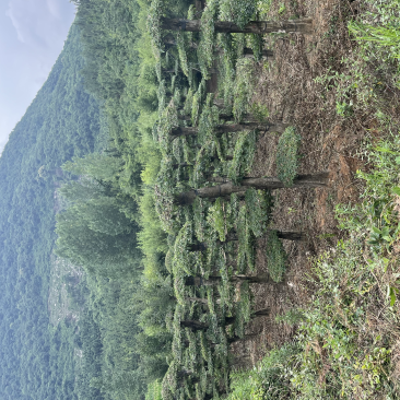 精京山本地，对节白蜡，一手货源，便宜处理。