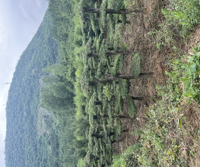 精京山本地，对节白蜡，一手货源，便宜处理。