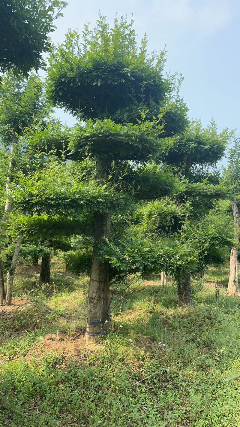 精京山本地，对节白蜡，一手货源，便宜处理。