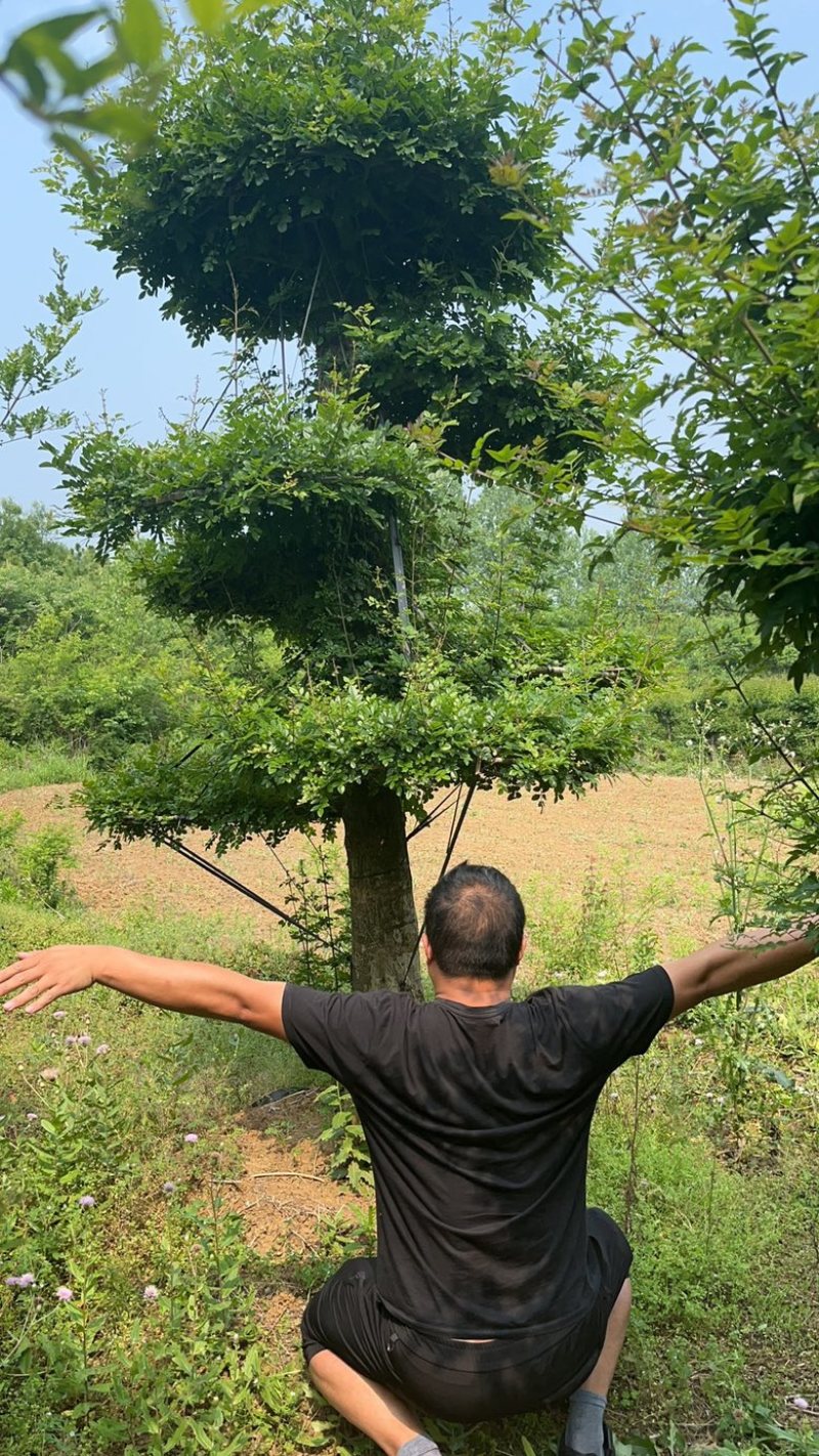精京山本地，对节白蜡，一手货源，便宜处理。