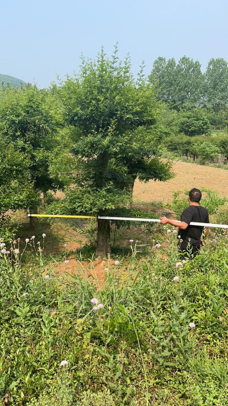 精京山本地，对节白蜡，一手货源，便宜处理。