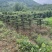 精京山本地，对节白蜡，一手货源，便宜处理。