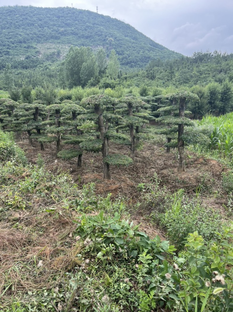 精京山本地，对节白蜡，一手货源，便宜处理。