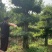 精京山本地，对节白蜡，一手货源，便宜处理。