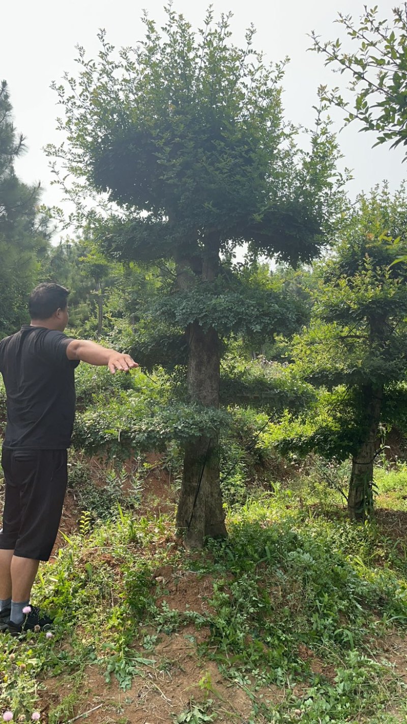 精京山本地，对节白蜡，一手货源，便宜处理。