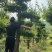 精京山本地，对节白蜡，一手货源，便宜处理。