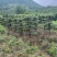 精京山本地，对节白蜡，一手货源，便宜处理。
