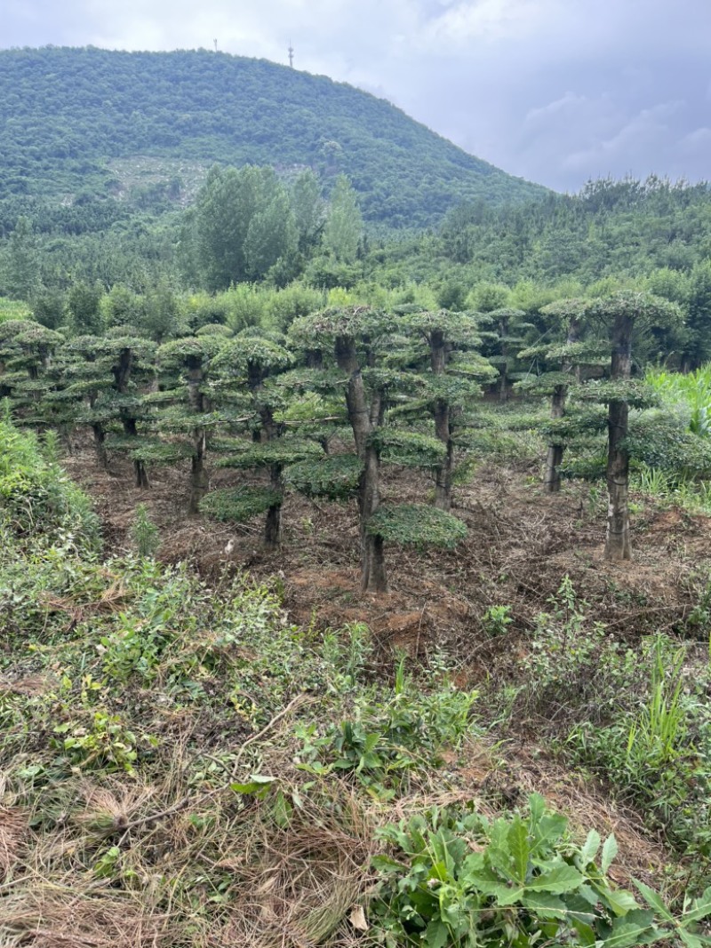 精京山本地，对节白蜡，一手货源，便宜处理。