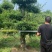 精京山本地，对节白蜡，一手货源，便宜处理。
