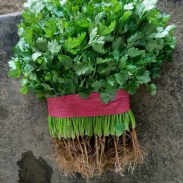 精品优质大叶香菜，质量保证，全国发货，基地直供