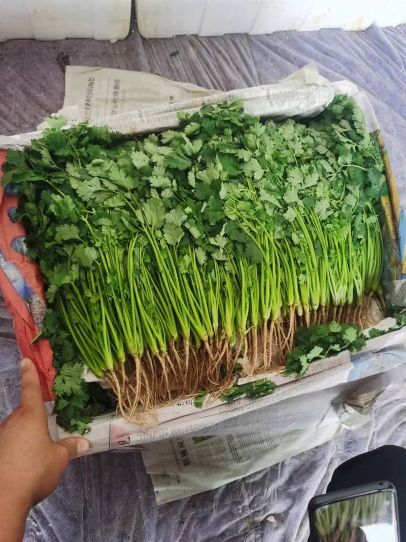 精品优质大叶香菜，质量保证，全国发货，基地直供