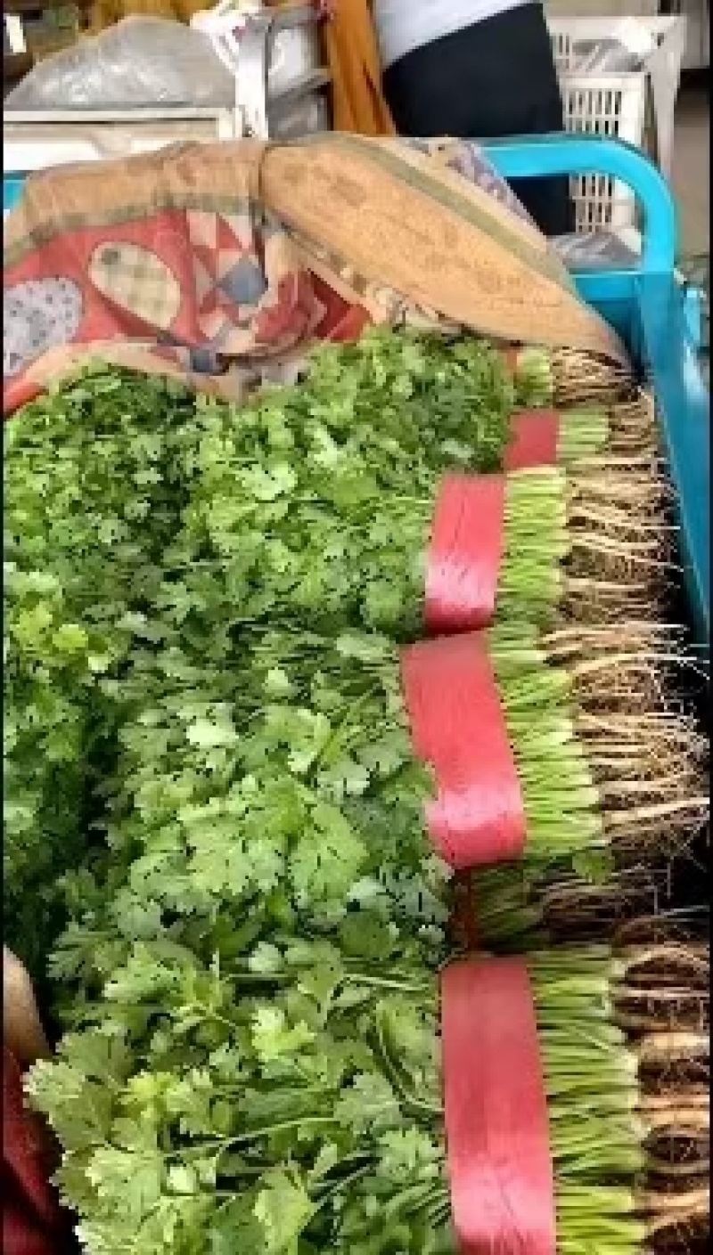 精品优质大叶香菜，质量保证，全国发货，基地直供