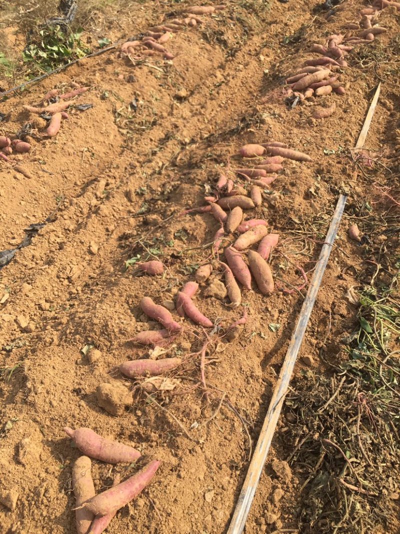 日系高端蜜薯红肴山东农家自种沙土地面甜无丝