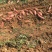 日系高端蜜薯红肴山东农家自种沙土地面甜无丝