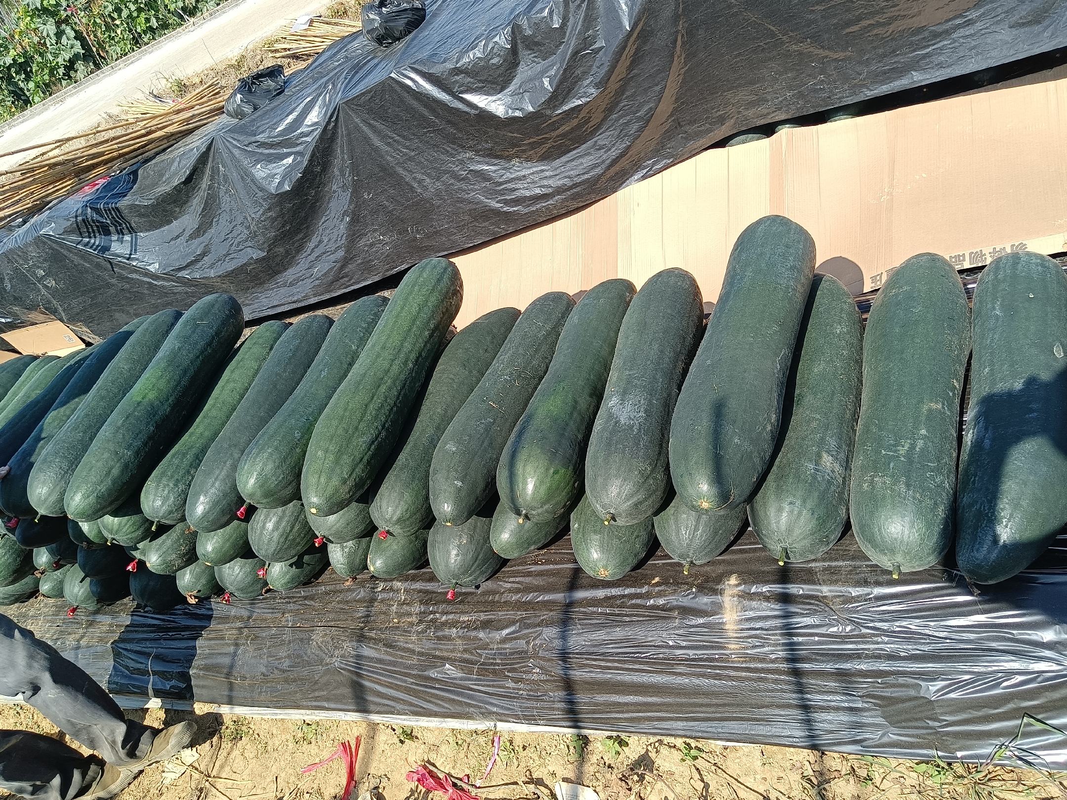 主播正在介绍黑皮冬瓜的营养价值与烹饪方法,背景为仓库发货现场 黑皮冬瓜电商直播间现场