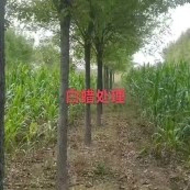 白蜡大量处理！精品苗3一3o