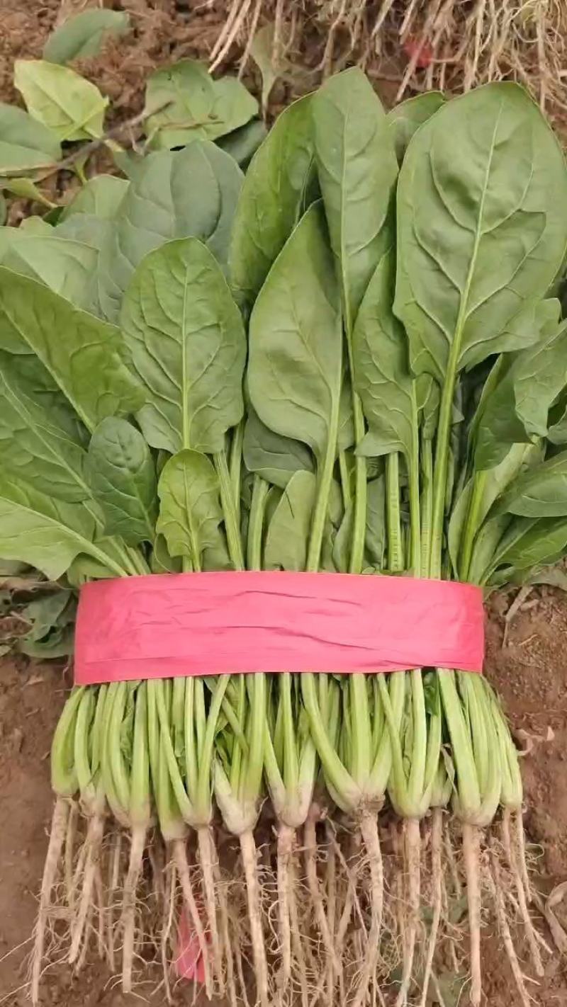 精品菠菜大叶菠菜，一手货源视频看货，一条龙服务品质保障