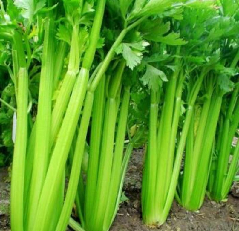 云南西芹大西芹大芹菜精品西芹套袋西芹代办
