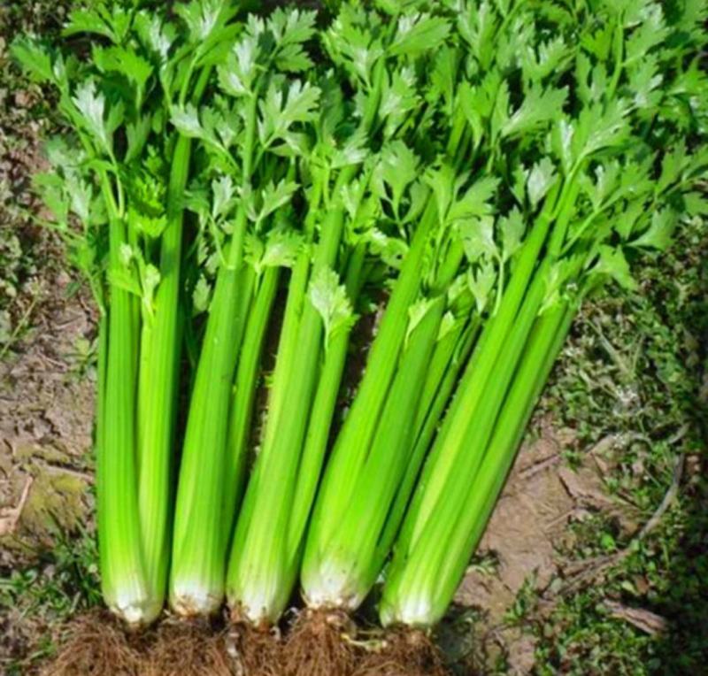 云南西芹大西芹大芹菜精品西芹套袋西芹代办