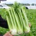 云南西芹大西芹大芹菜精品西芹套袋西芹代办