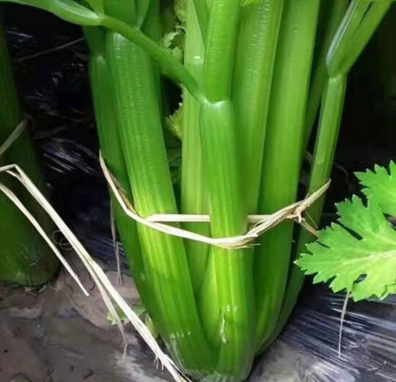 云南西芹大西芹大芹菜精品西芹套袋西芹代办