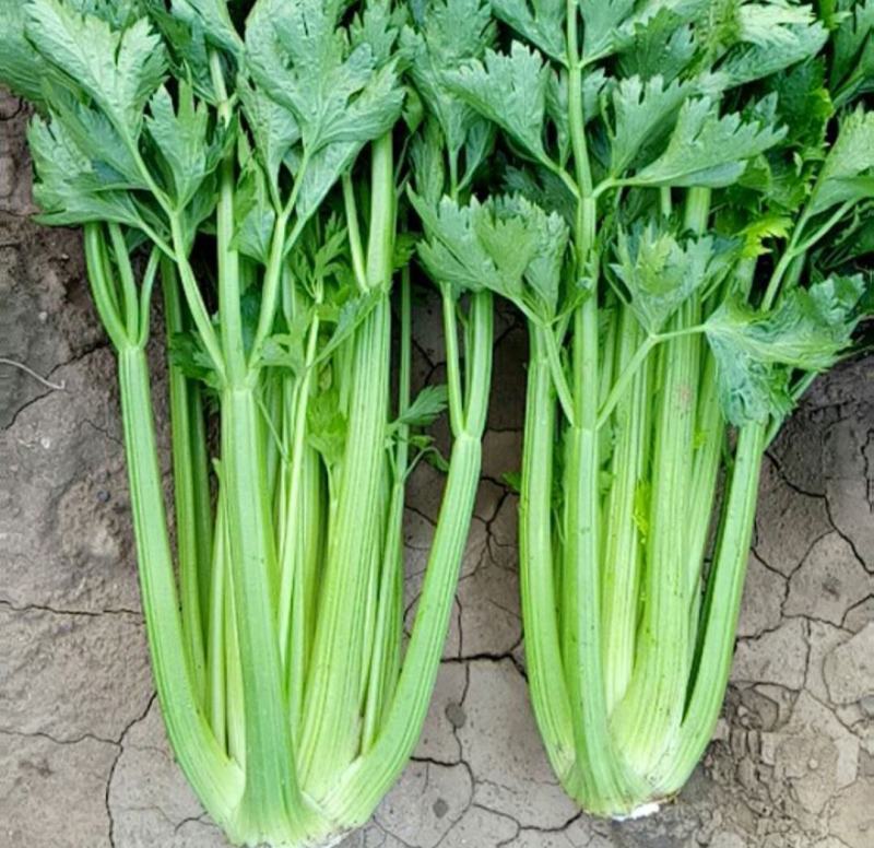 云南西芹大西芹大芹菜精品西芹套袋西芹代办