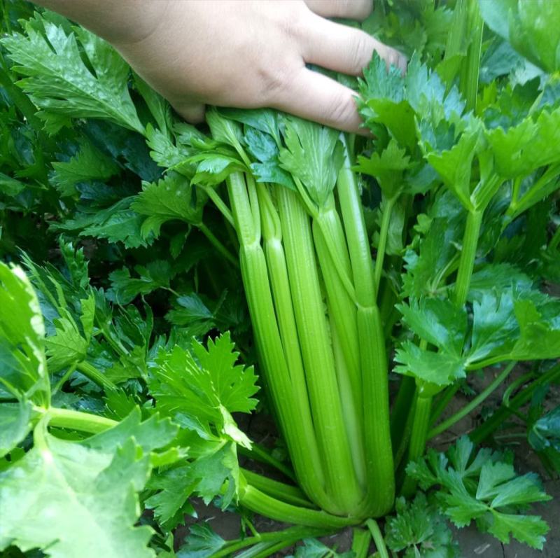 云南西芹大西芹大芹菜精品西芹套袋西芹代办