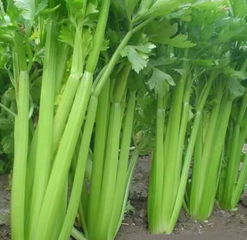 云南西芹大西芹大芹菜精品西芹套袋西芹代办