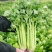 云南西芹大西芹大芹菜精品西芹套袋西芹代办