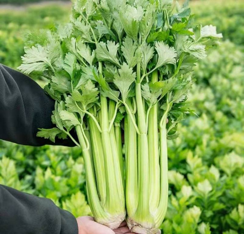 云南西芹大西芹大芹菜精品西芹套袋西芹代办