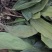 野生毛茨菇苗子批发有要的老板看过来，现货各种规格都有