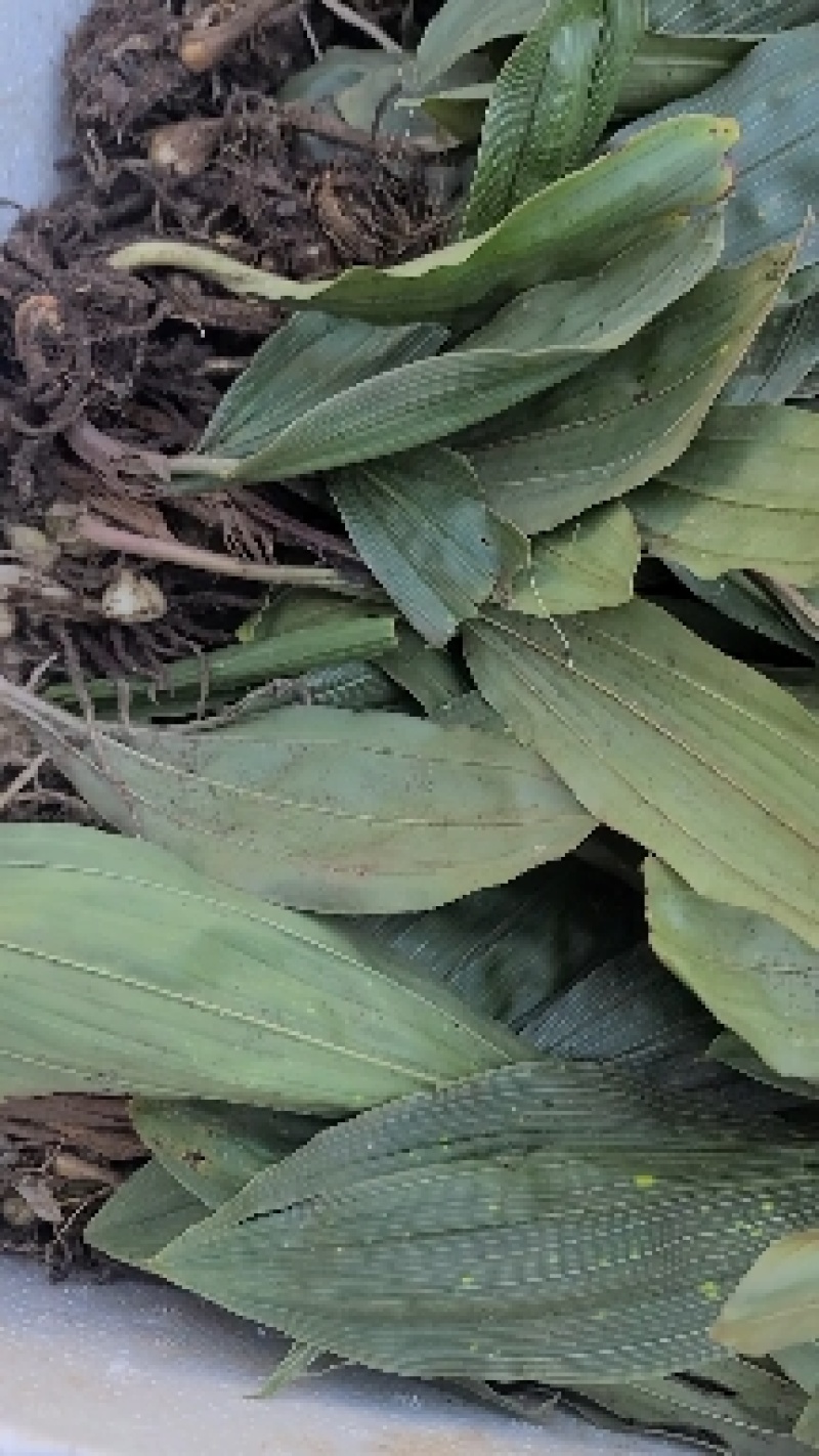 野生毛茨菇苗子批发有要的老板看过来，现货各种规格都有