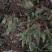 野生毛茨菇苗子批发有要的老板看过来，现货各种规格都有