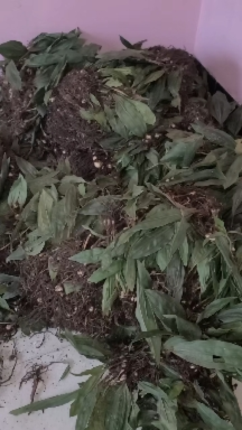 野生毛茨菇苗子批发有要的老板看过来，现货各种规格都有