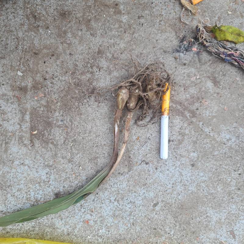 野生毛茨菇苗子批发有要的老板看过来，现货各种规格都有