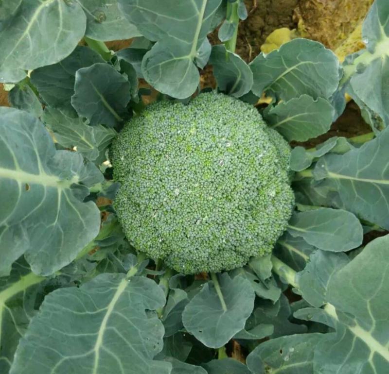 西兰花云南西兰花精品西兰花
