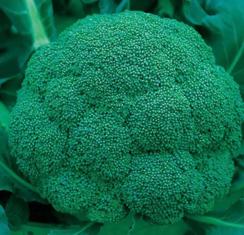 西兰花云南西兰花精品西兰花