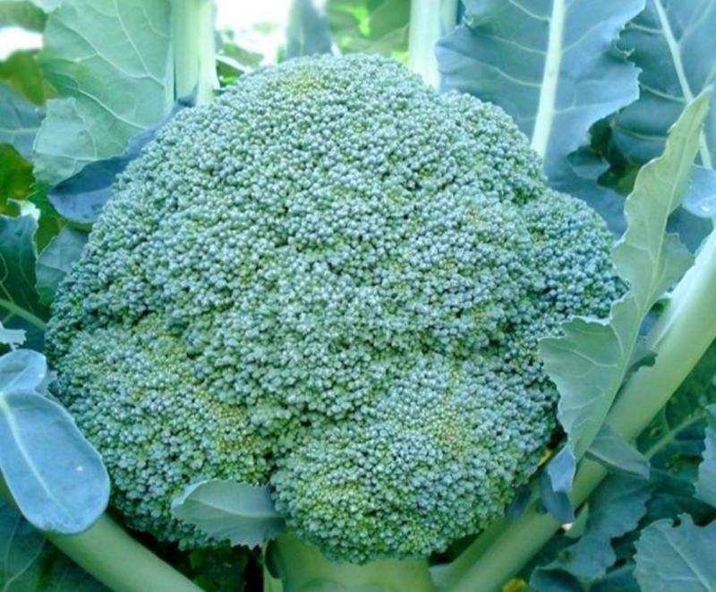 西兰花云南西兰花精品西兰花