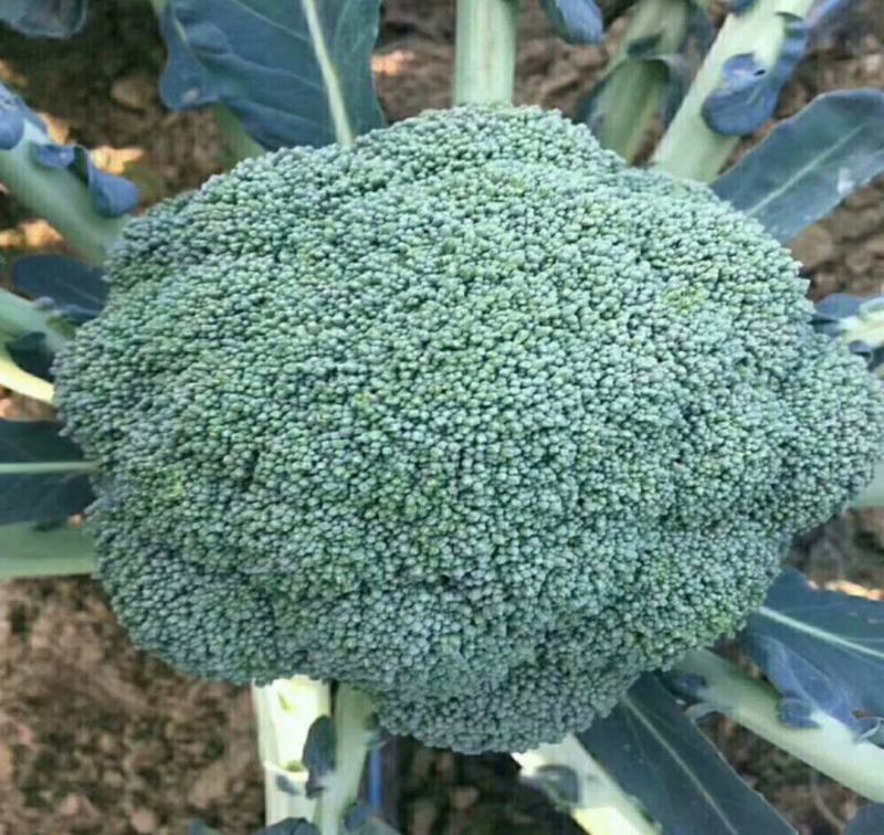 西兰花云南西兰花精品西兰花