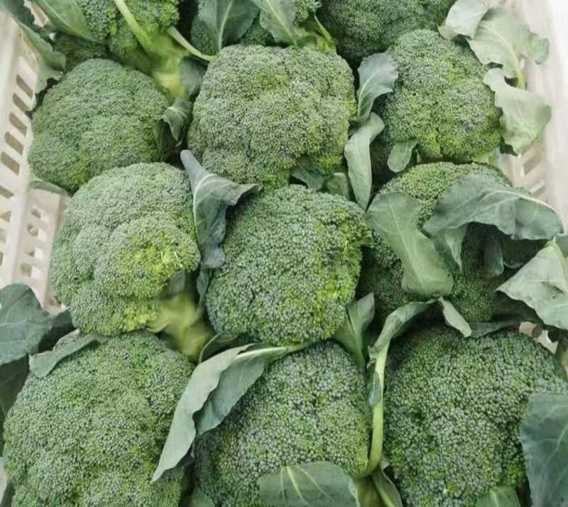 西兰花云南西兰花精品西兰花