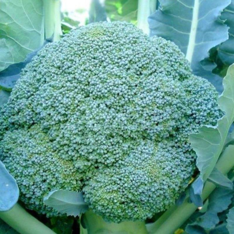 西兰花云南西兰花精品西兰花