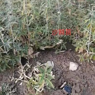 沙棘苗