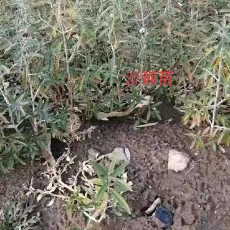 沙棘苗