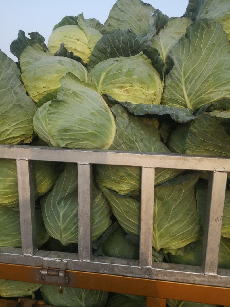 春夏秋圆包菜大量有货，产地直供