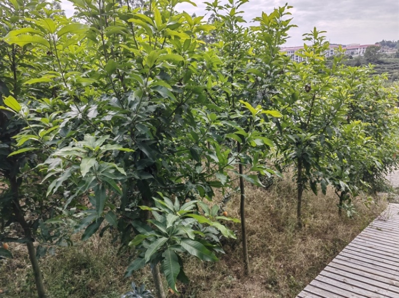 芒果占地苗实生苗