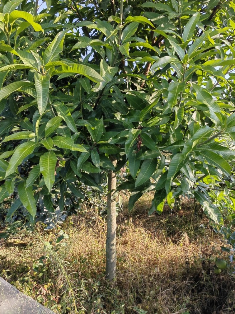 芒果占地苗实生苗