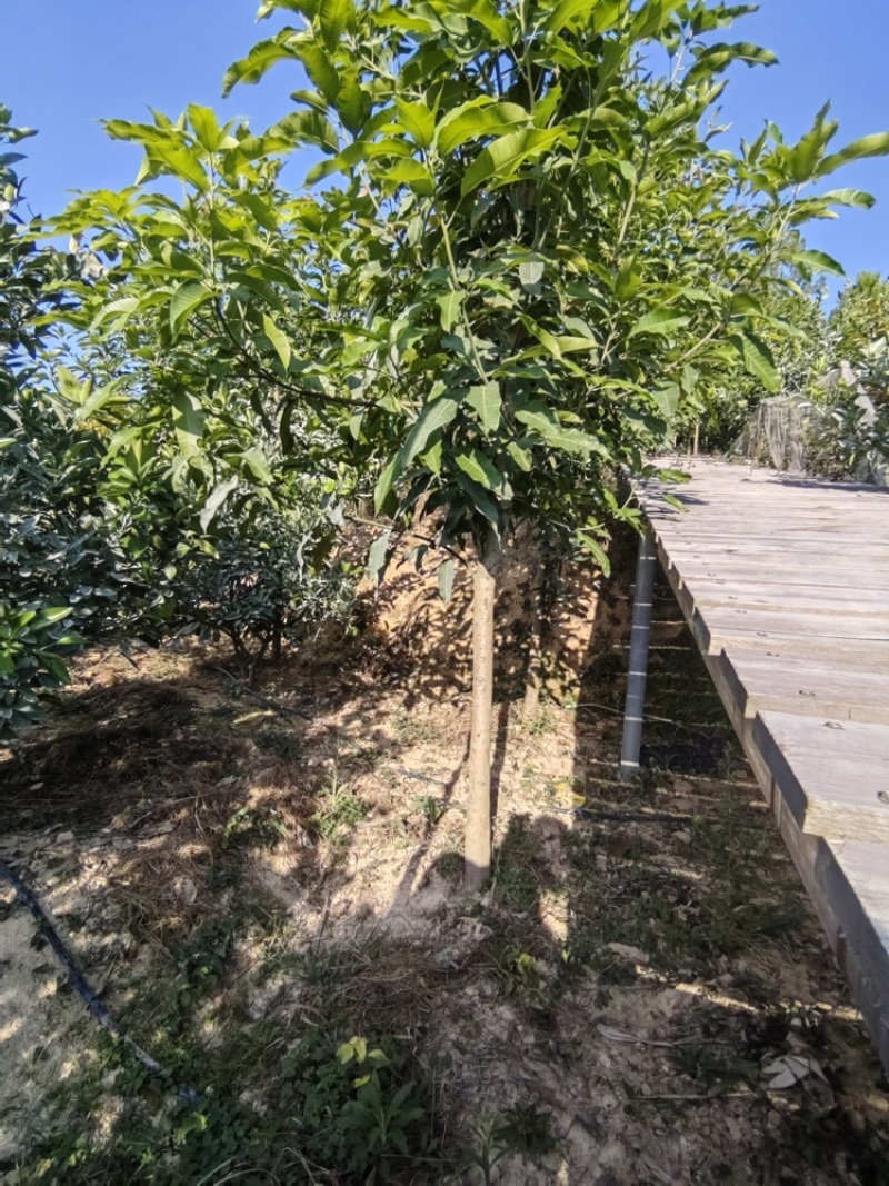 芒果占地苗实生苗