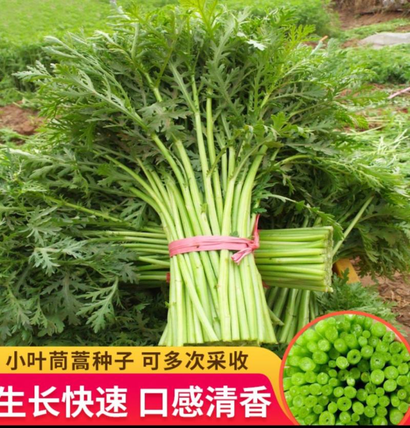 云南茼蒿精品茼蒿小叶茼蒿云南茼蒿代办