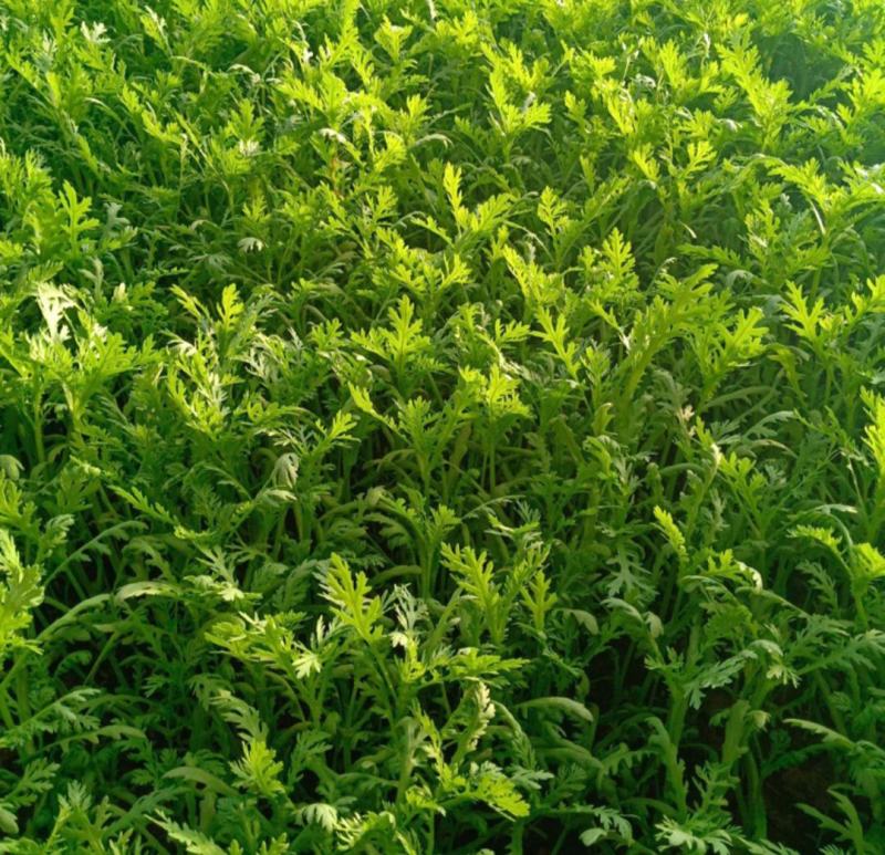 云南茼蒿精品茼蒿小叶茼蒿云南茼蒿代办