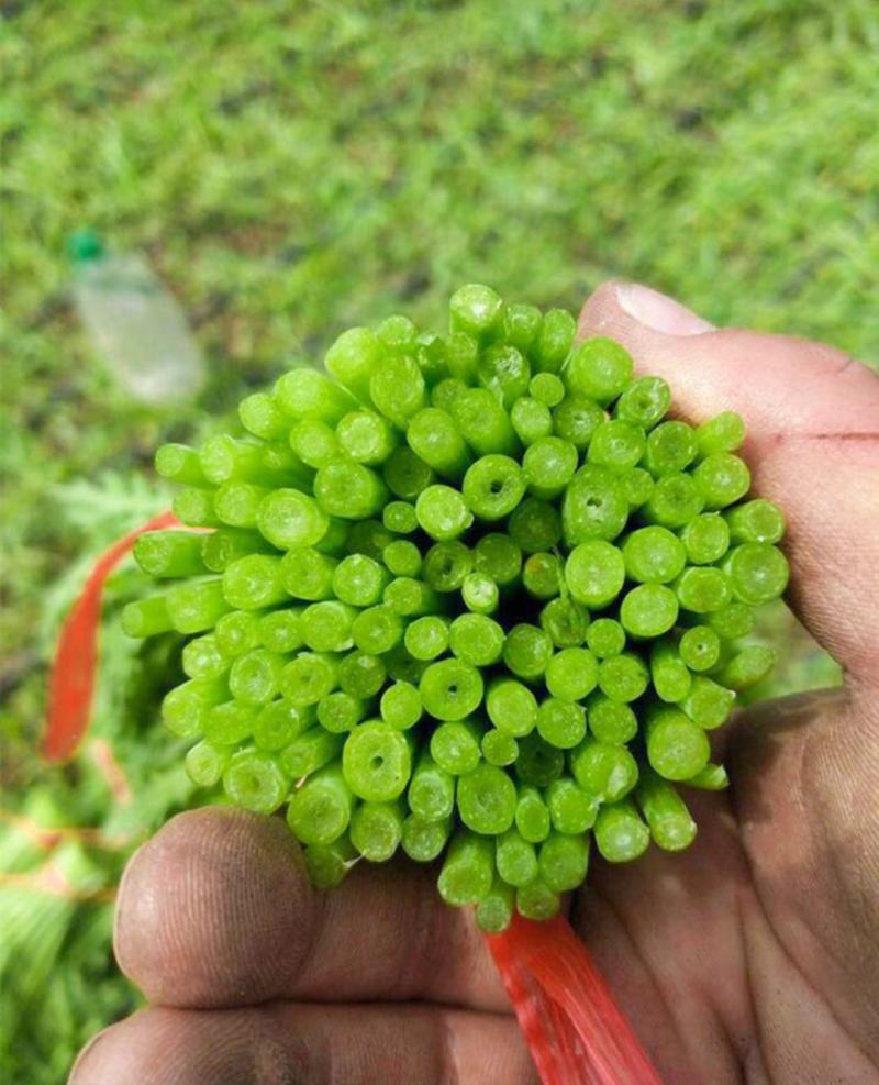 云南茼蒿精品茼蒿小叶茼蒿云南茼蒿代办